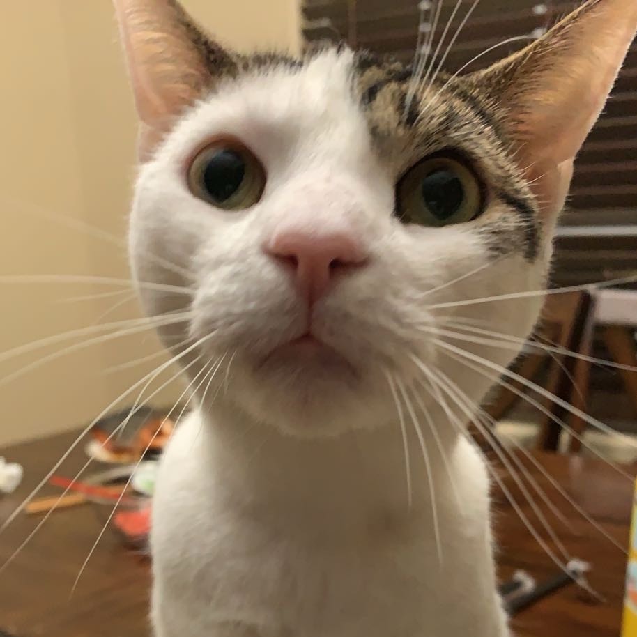 Pepper Picture
